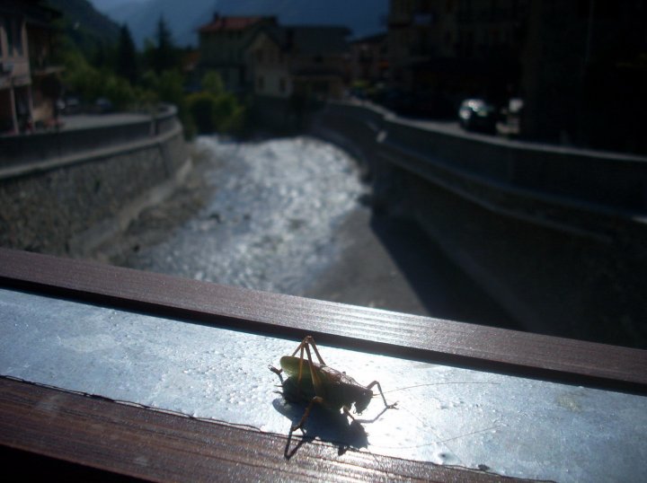 Zampettare sul ponte di enzonik