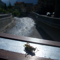 Zampettare sul ponte di 