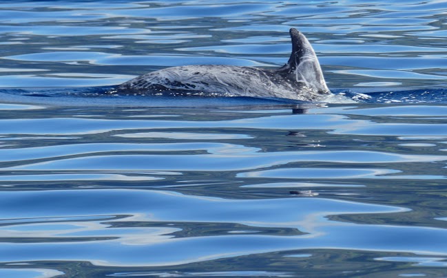 PICO: BALLENAS Y LAGUNAS - AZORES, 5 ISLAS POR UN PELO: PICO, SÃO JORGE, FAIAL, FLORES Y CORVO (2)