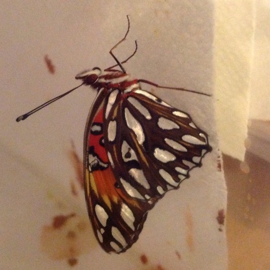 Gulf Fritillary Butterfly ( A Beautiful Oil Painting, On The Wings Of A Butterfly )