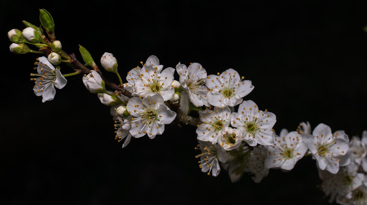 mani tese verso la primavera di davide2470