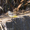 Grey Wagtail; Lavandera Cascadeña