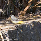 Grey Wagtail; Lavandera Cascadeña