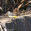 Grey Wagtail; Lavandera Cascadeña