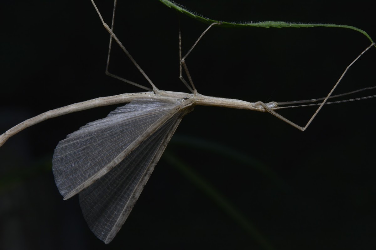 Stick Insect, Phasmid - Female