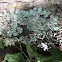 Rough Speckled Shield Lichen