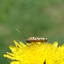 Ailanthus webworm