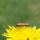 Ailanthus webworm