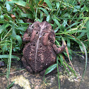 American Toad