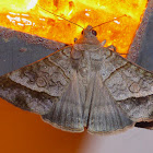 Small Mocis Moth