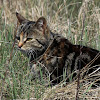 Domestic Short-haired Cat