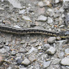 Eastern Garter Snake