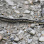 Eastern Garter Snake