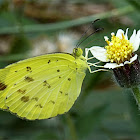 Common Grass Yellow