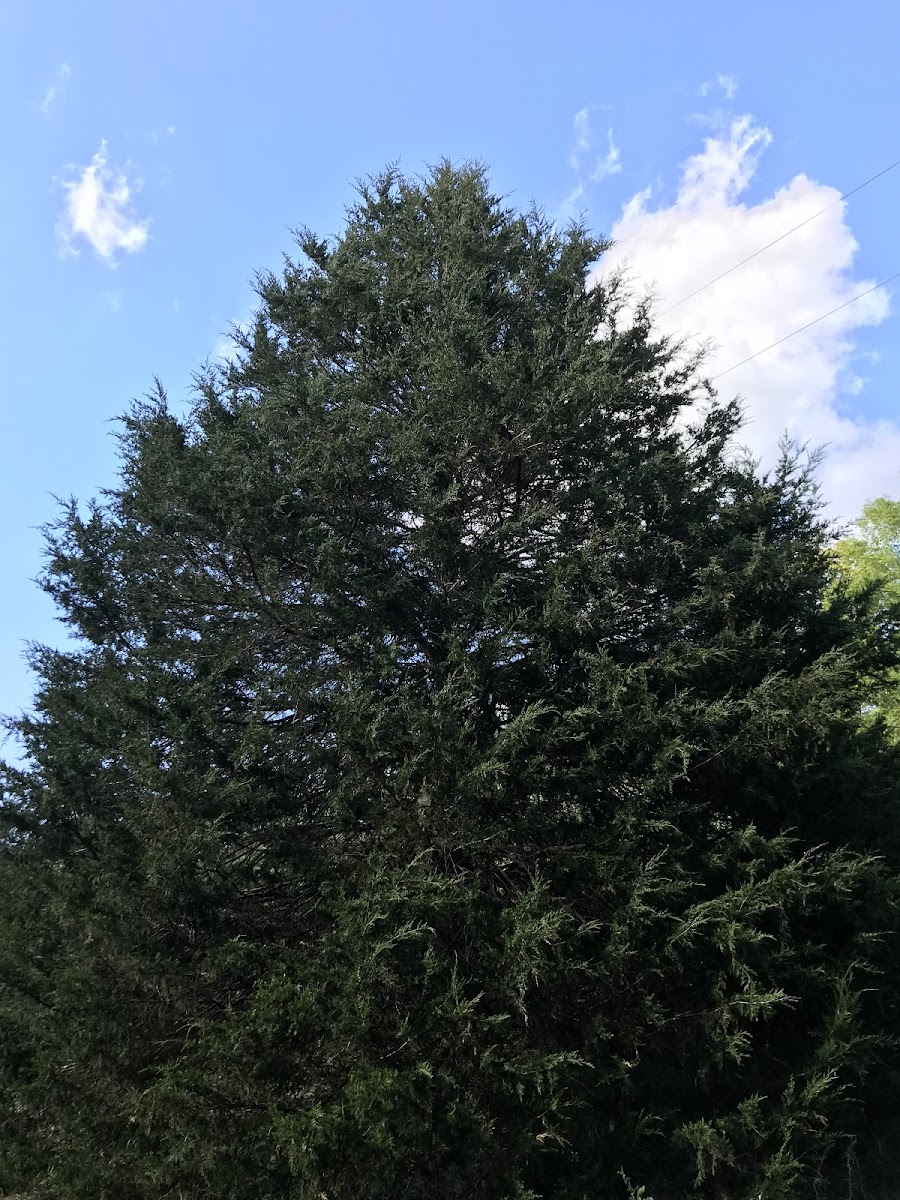 Cedar Tree