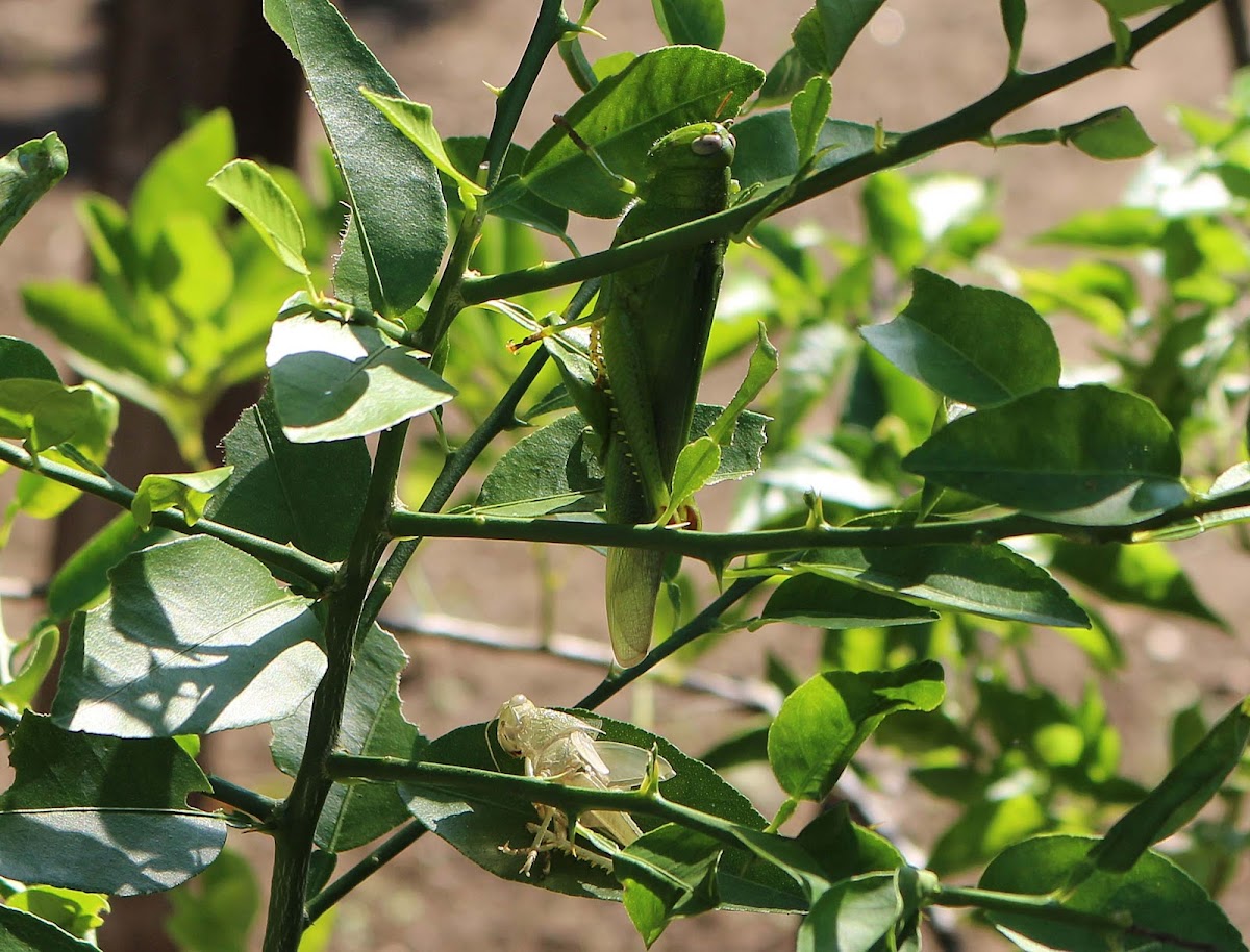 Green Citrus Locust