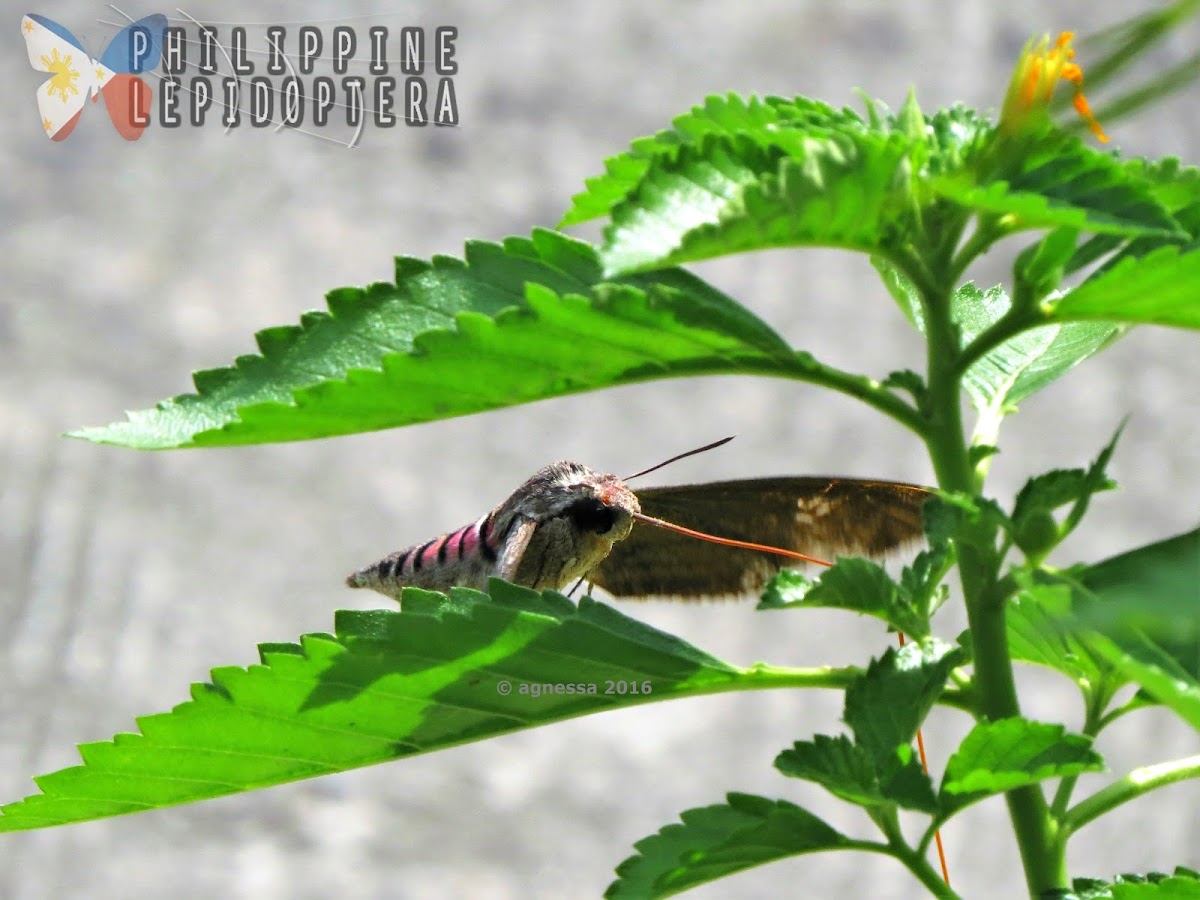 Convolvulus Hawk Moth ♂