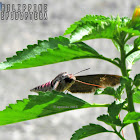 Convolvulus Hawk Moth ♂