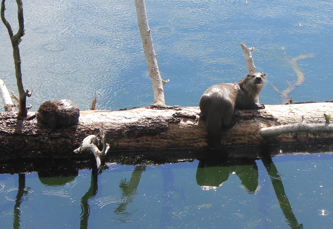 North American River otter