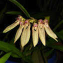 Weber's Bulbophyllum