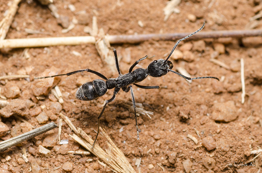 Greater Striated Bispinous Ant