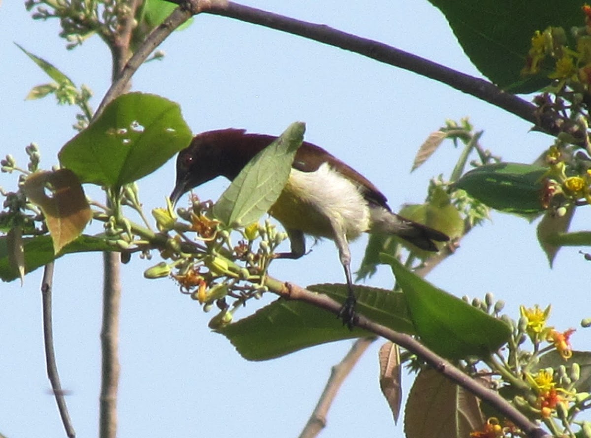 The purple-rumped sunbird