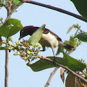 The purple-rumped sunbird