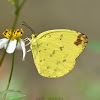 Three-Spot Grass Yellow