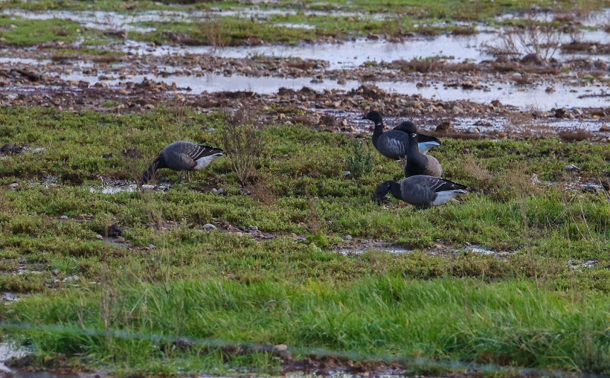 Brent Goose