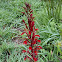 Cardinal flower