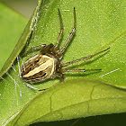 Orb-weaver Spider