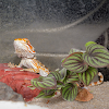 miniatures image - 3