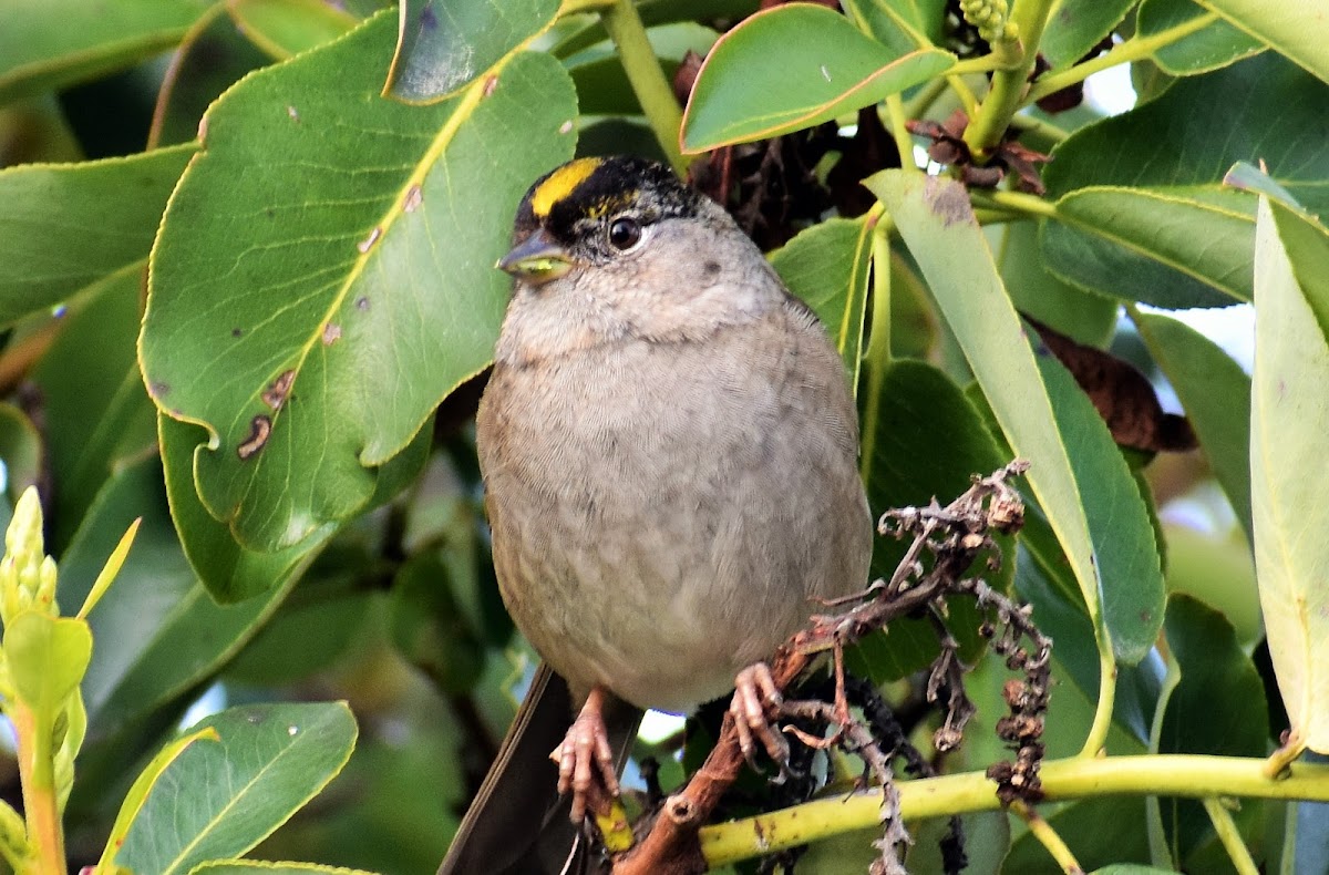 Golden-crowned sparrow