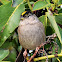 Golden-crowned sparrow