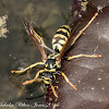 European Paper Wasp