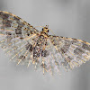 Brown-Plumed Moth