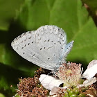 Pacific Azure