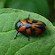 Red-and-black Froghopper