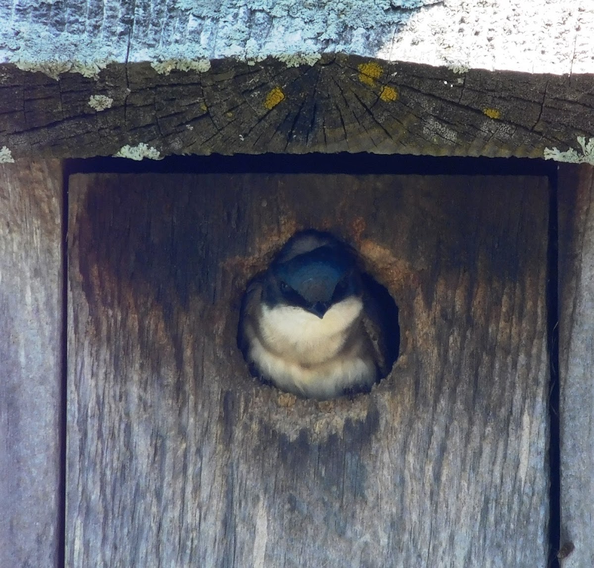 Tree Swallow (babies)