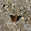 Lesser Purple Emperor