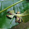 Gray's Leaf Insect