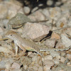 Greater Earless Lizard (Juvenile)