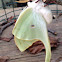 Luna Moth