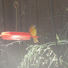 Hooded Oriole female