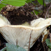 Milk cap