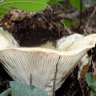 Milk cap