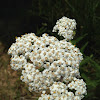 Yarrow