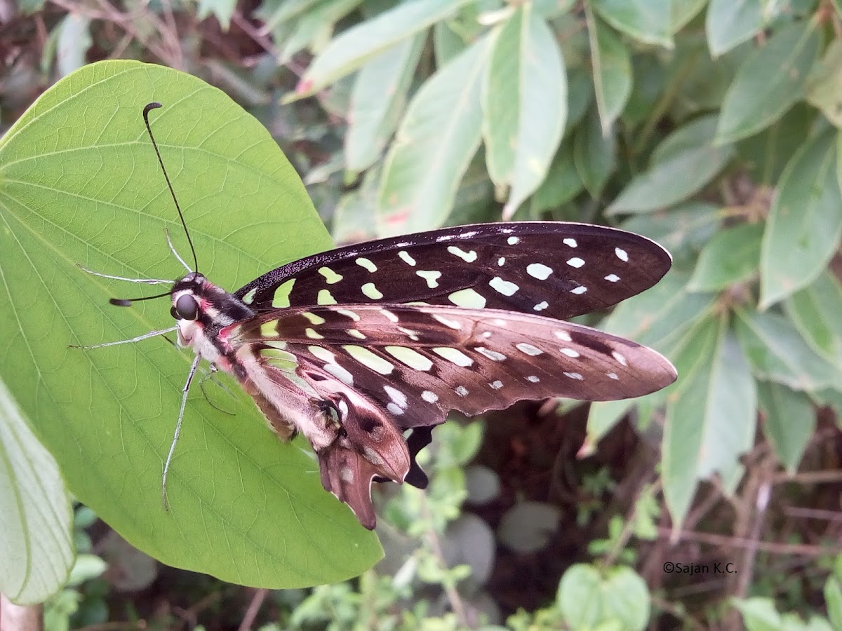 Tailed Jay