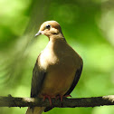 Mourning dove