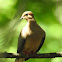 Mourning dove